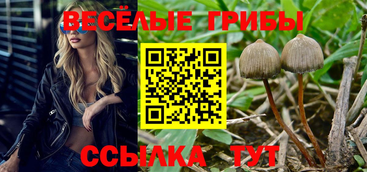 хочу наркоту  Псилоцибиновые грибы мицелий  Вход с VPN  Котельники  Псилоцибиновые грибы Magic Shrooms 